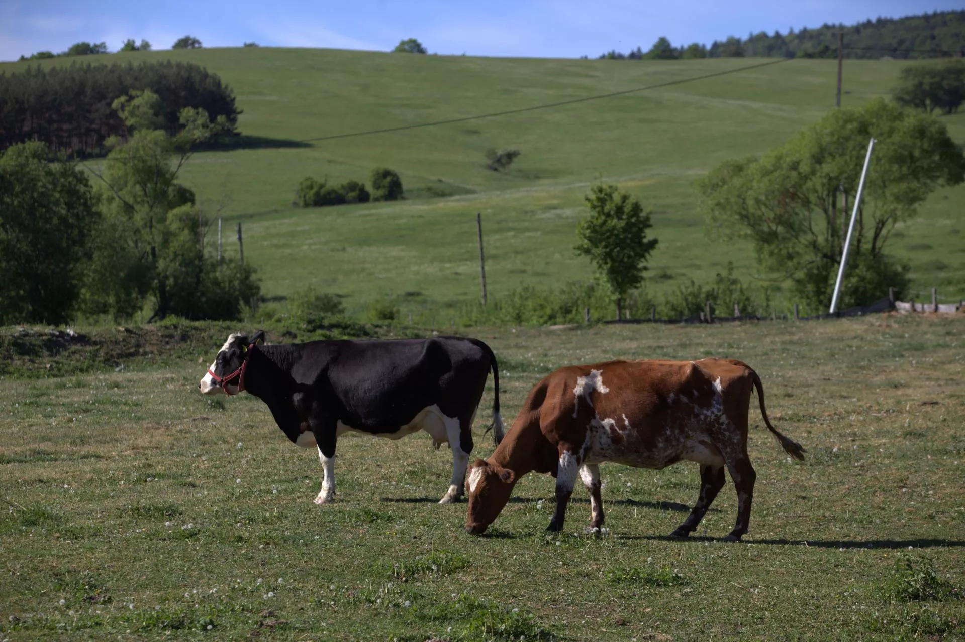 Dzierżawa ustna łąki: czy rolnikowi należą się dopłaty bezpośrednie?