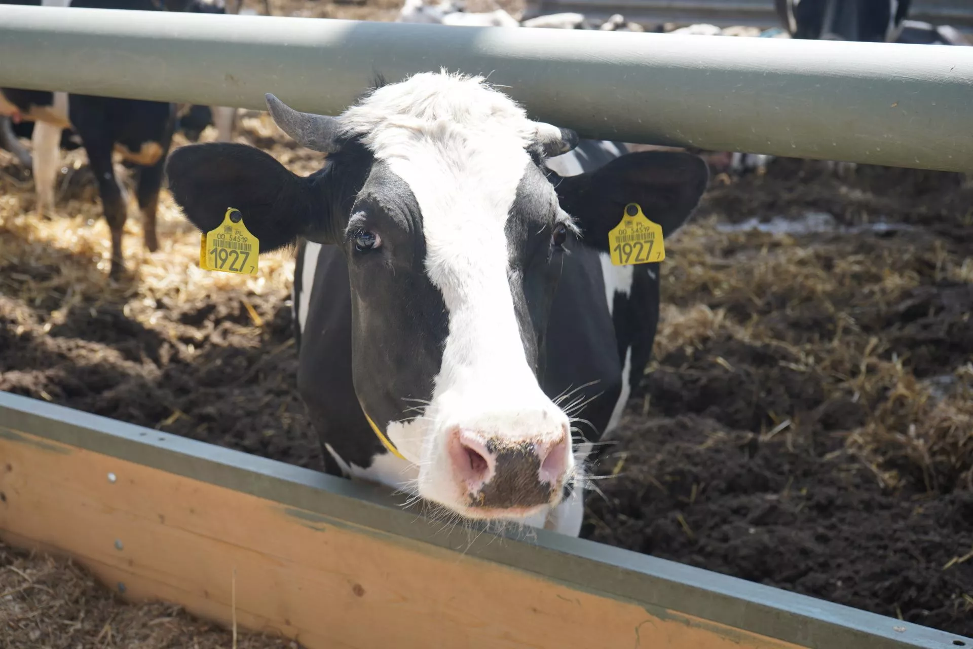 Jak metionina wpływa na zdrowie, rozród i wydajność mleczną krów?