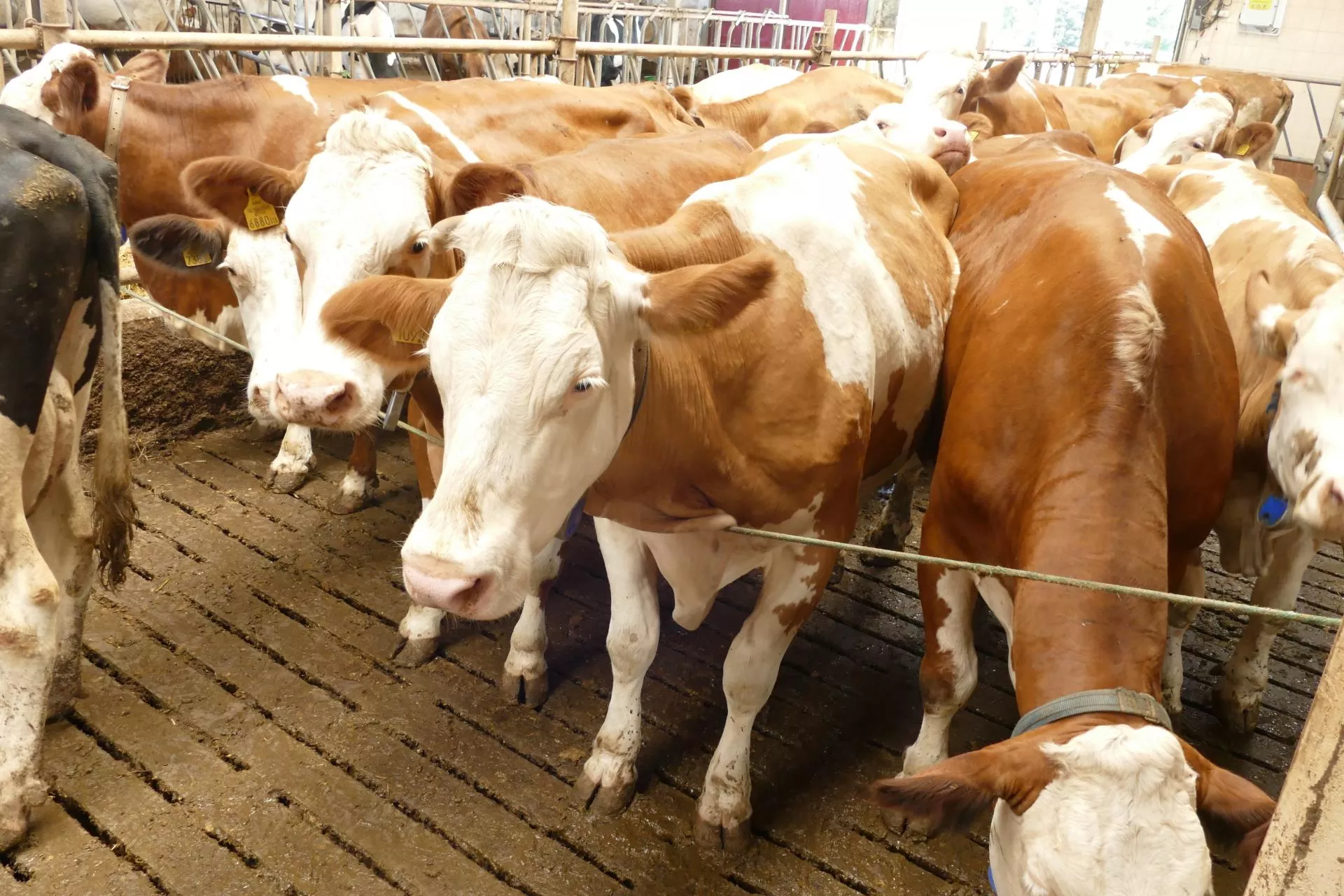 Dlaczego krowy zbierają się w grupę?