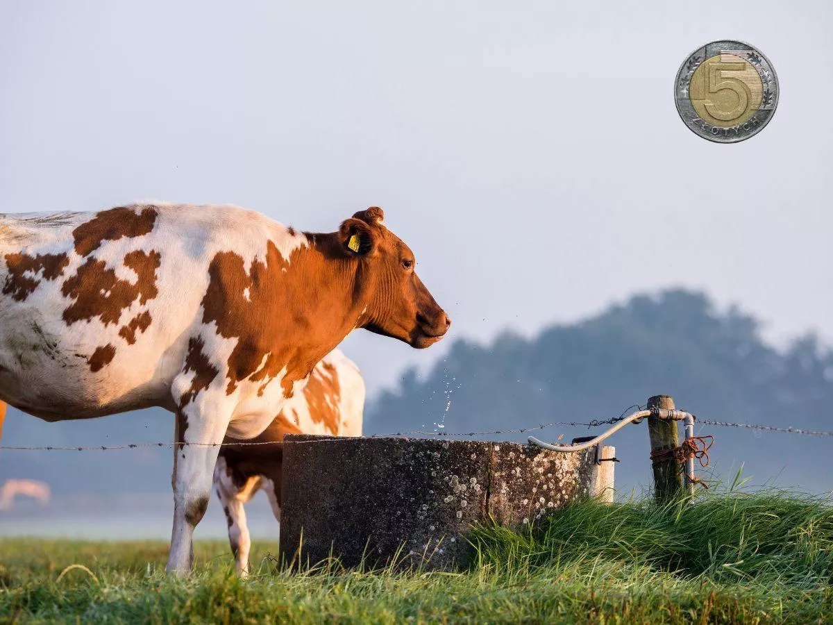 Mandat za pojenie krów? Absurdalne przepisy uderzają w rolników