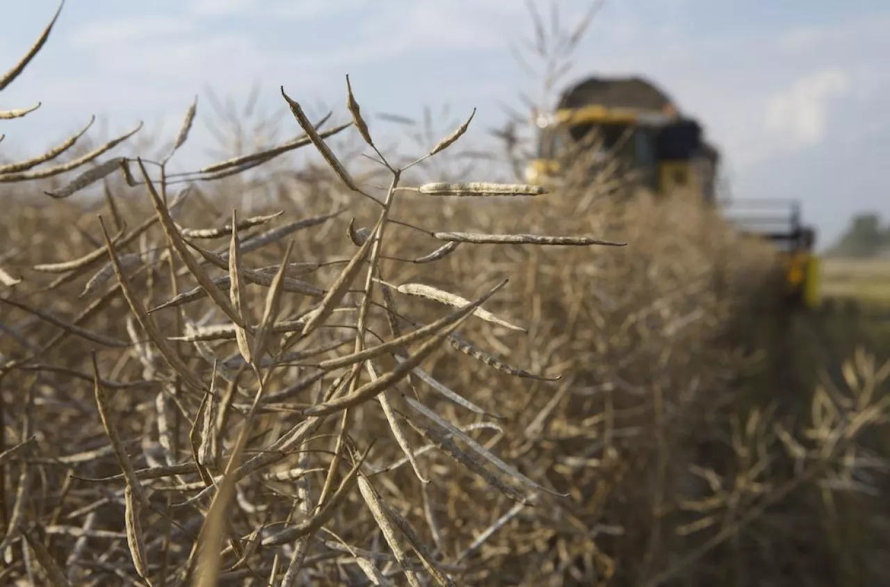 Żniwa 2025: jakie są ceny rzepaku? Sprawdź aktualne stawki na lipiec i sierpień