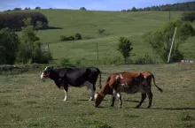 Dzierżawa ustna łąki: czy rolnikowi należą się dopłaty bezpośrednie?