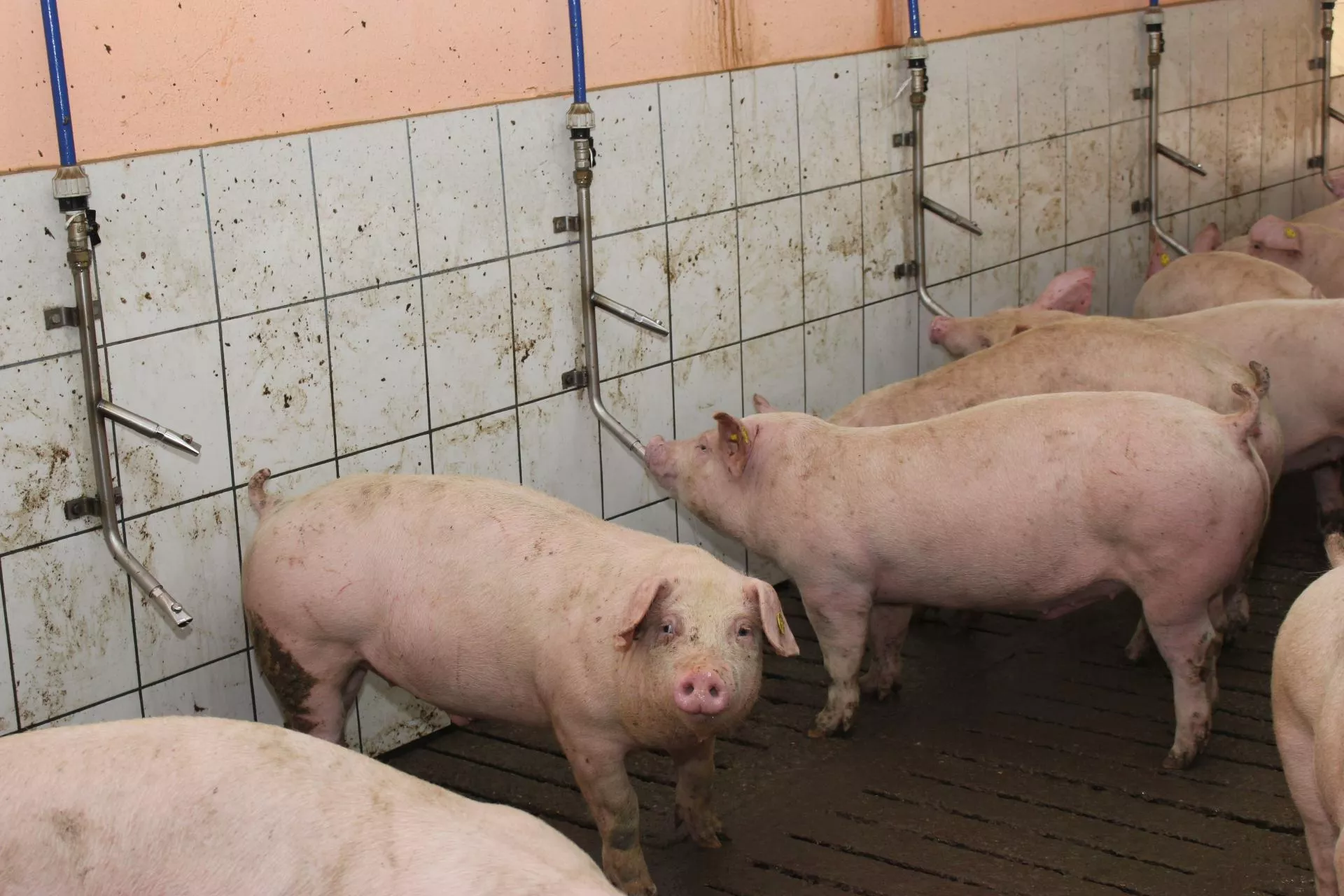 System pojenia świń: w brudnej wodzie żadne leki nie pomogą