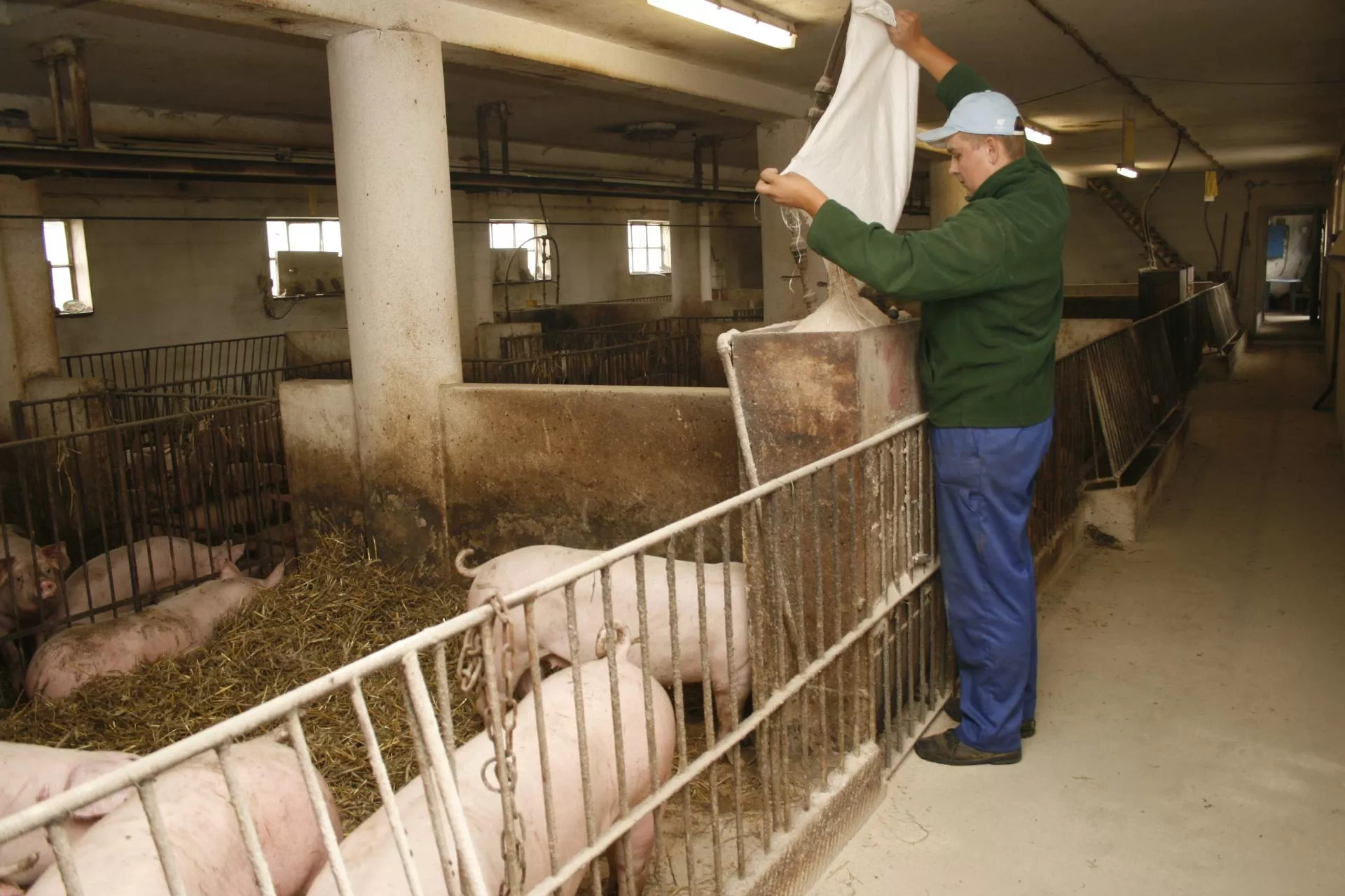 Jak zwiększyć apetyt świń latem?