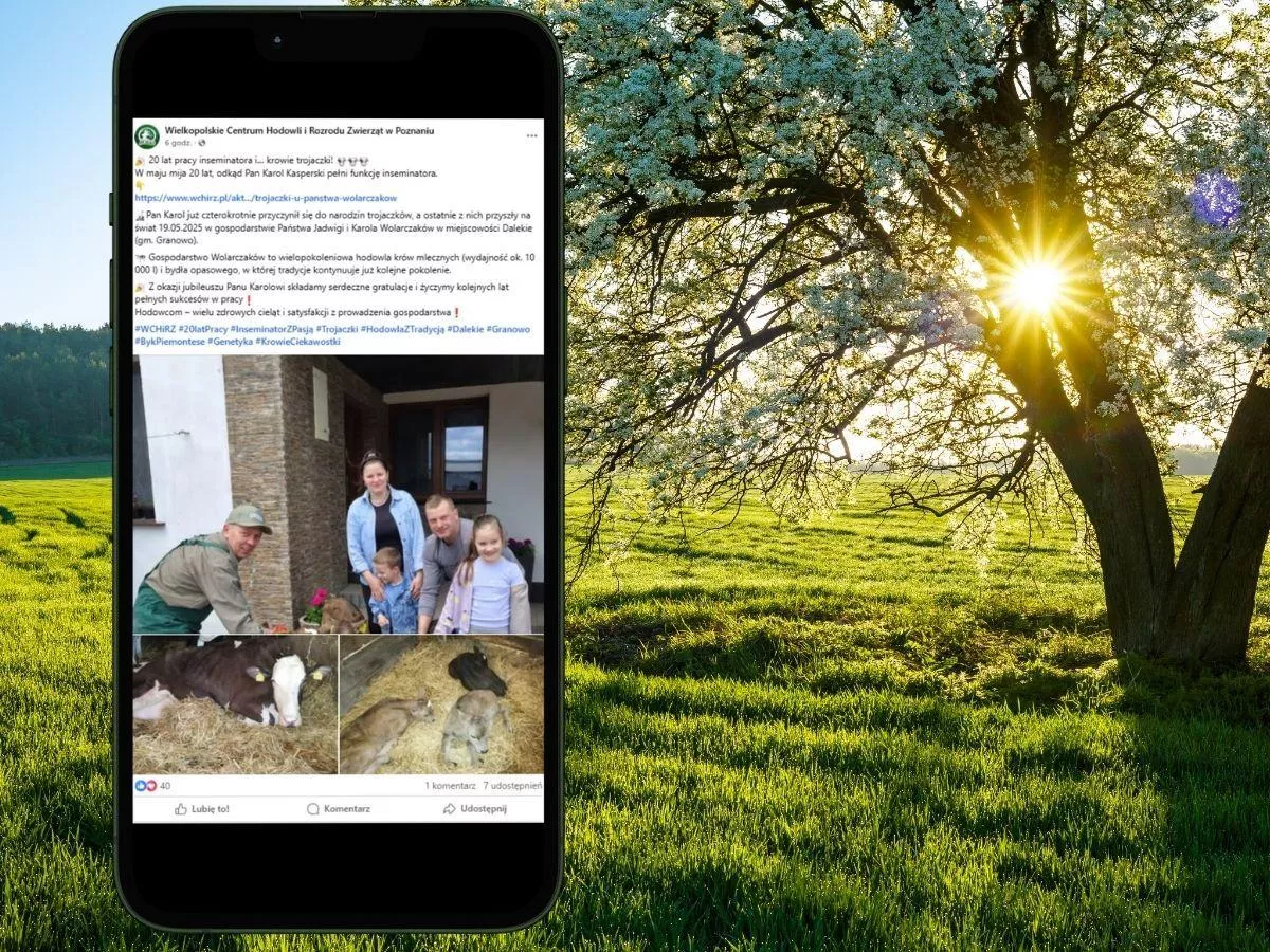 Piękne trojaczki w oborze pod Grodziskiem. Poród 1 na 100 tys.! [FOTO]