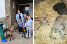 Piękne trojaczki w oborze pod Grodziskiem. Poród 1 na 100 tys.! [FOTO]