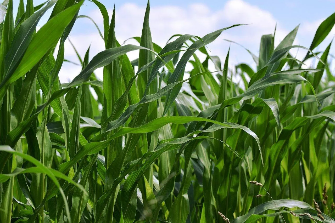 Perz w kukurydzy: jak i czym pryskać?