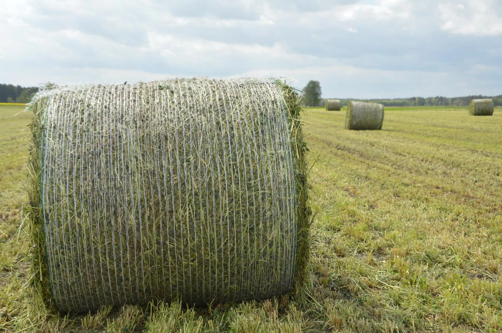 Jakie są ceny siana i sianokiszonki w Polsce?