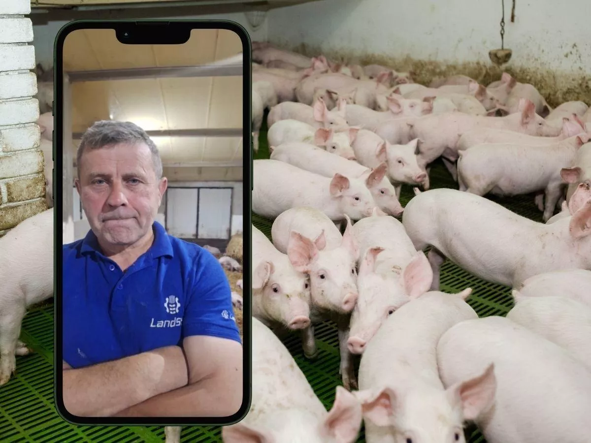 Świnie tanieją, gospodarstwa znikają. Rolnik alarmuje: importujemy prosięta za 3 mld zł, a nikt nie reaguje