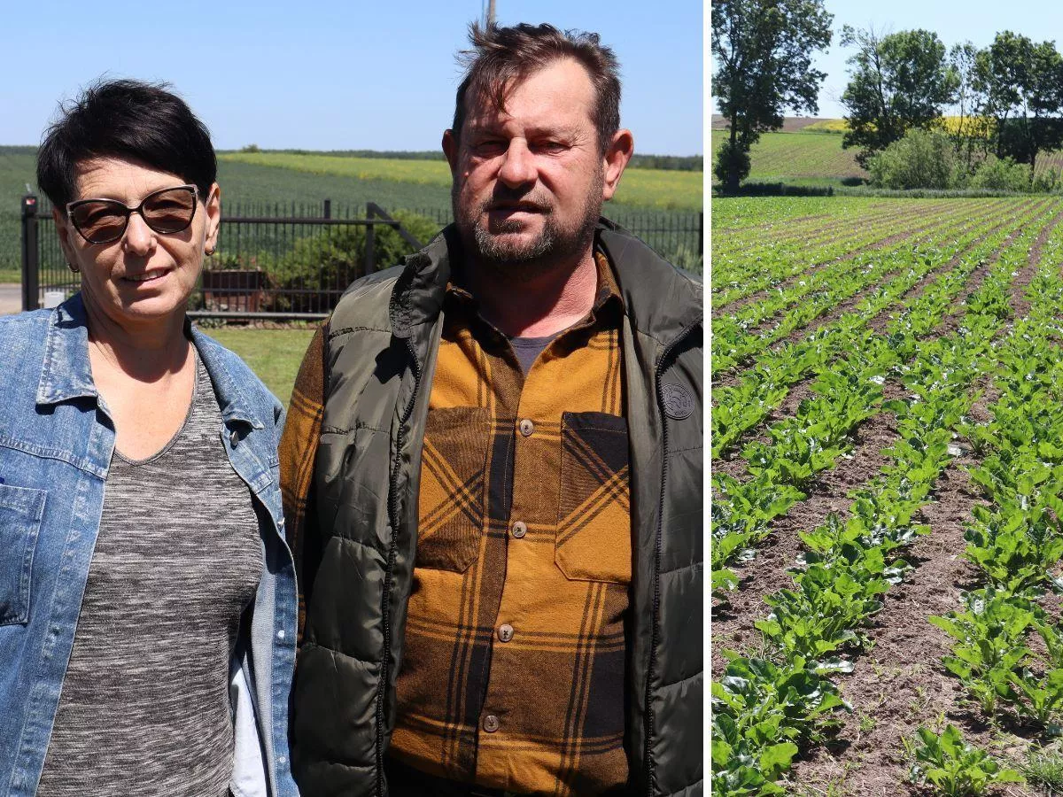 Ataki w dzień i w nocy. Rolnicy z Lubelszczyzny musieli przesiać pół pola