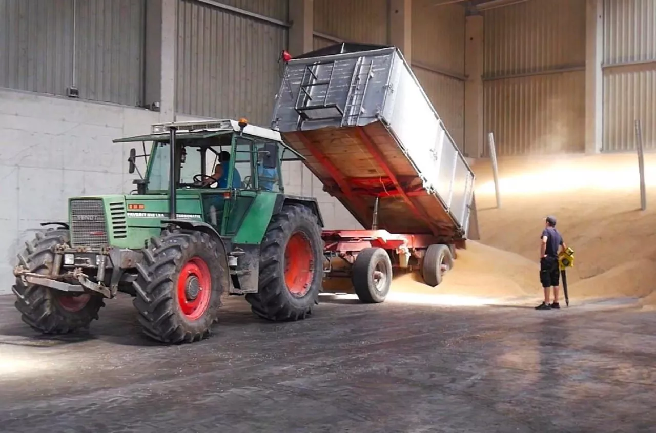 Pszenica tańsza choćby o 30 zł. Jakie są ceny skupu zbóż i rzepaku? [SONDA]