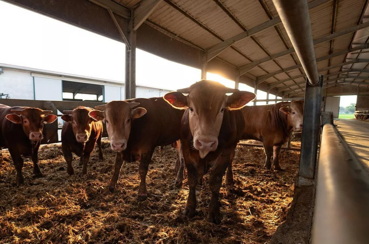 Fałszowali dokumenty bydła. Wielki skandal w zakładzie mięsnym