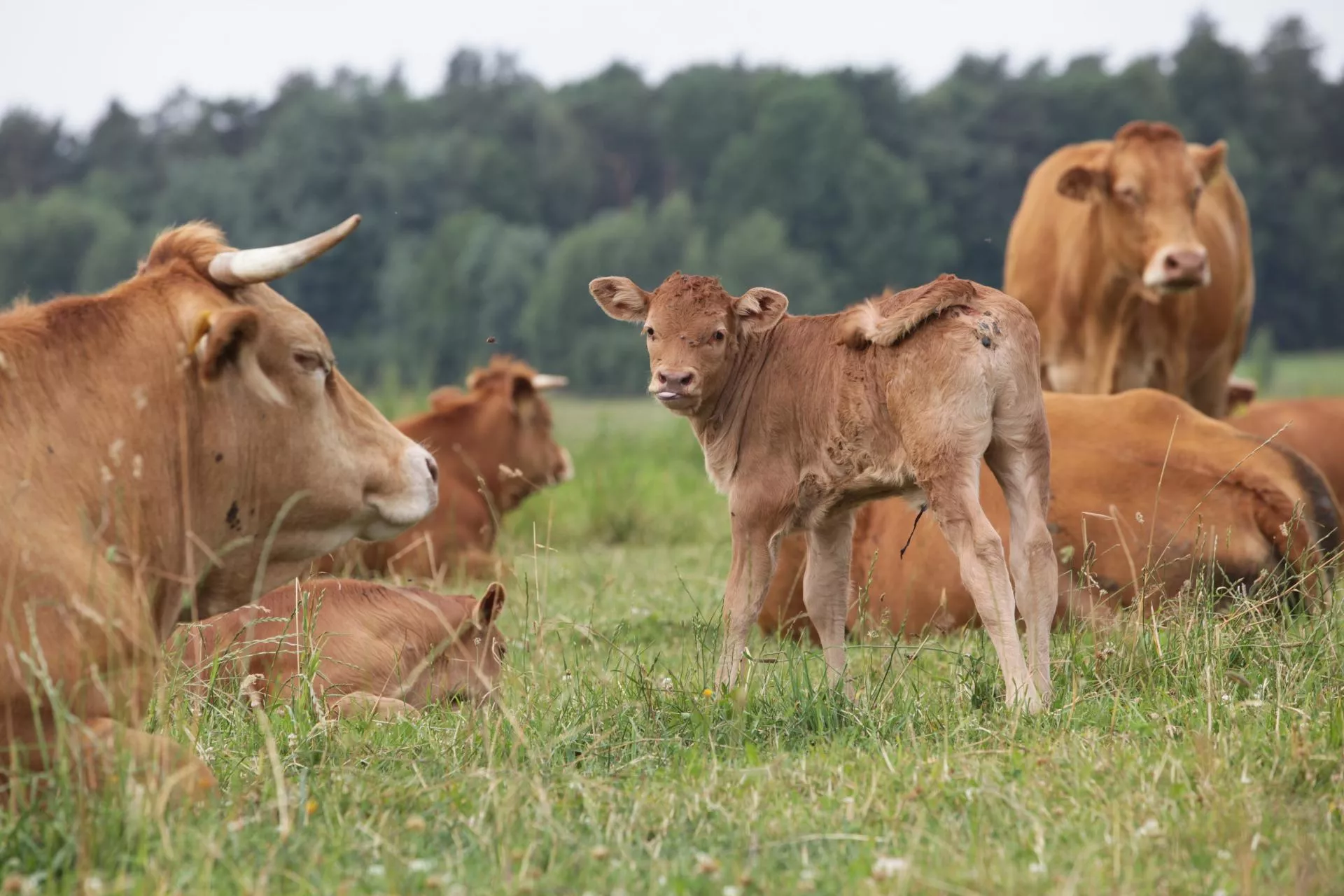 Mocno brakuje cieląt do opasu. Ceny idą na rekord