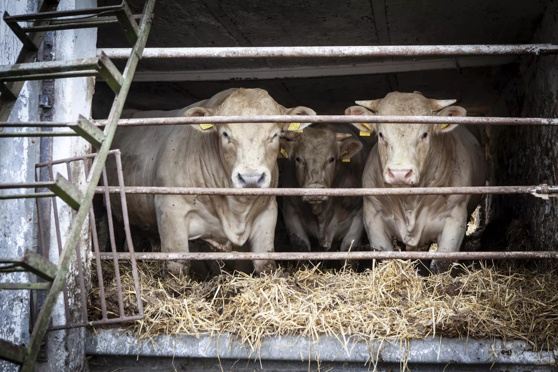 Byki droższe choćby o 1,40 zł. Jakie są aktualne ceny bydła w Polsce? [SONDA]