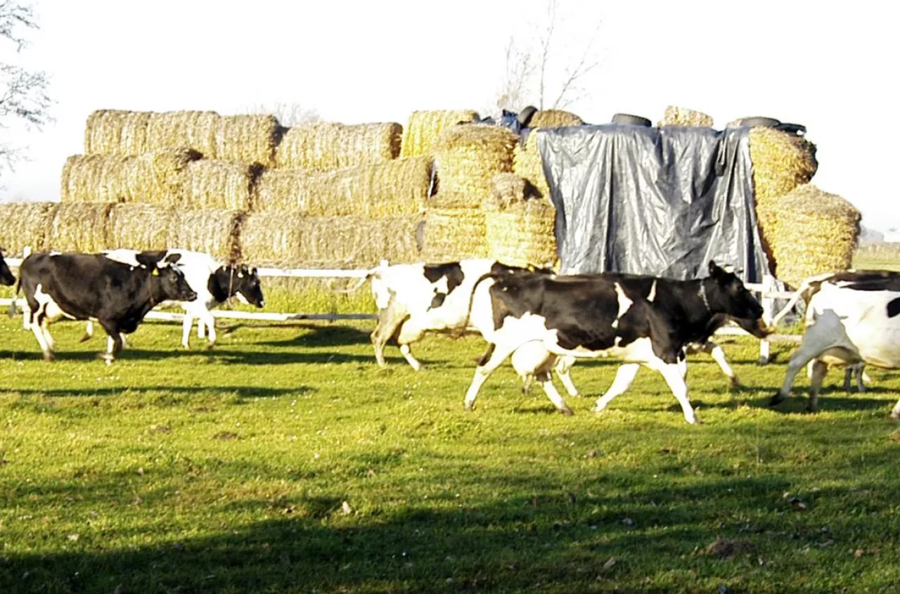 Nawet 200 tys. zł dotacji dla rolnika. Nie przegap tych naborów w ARiMR