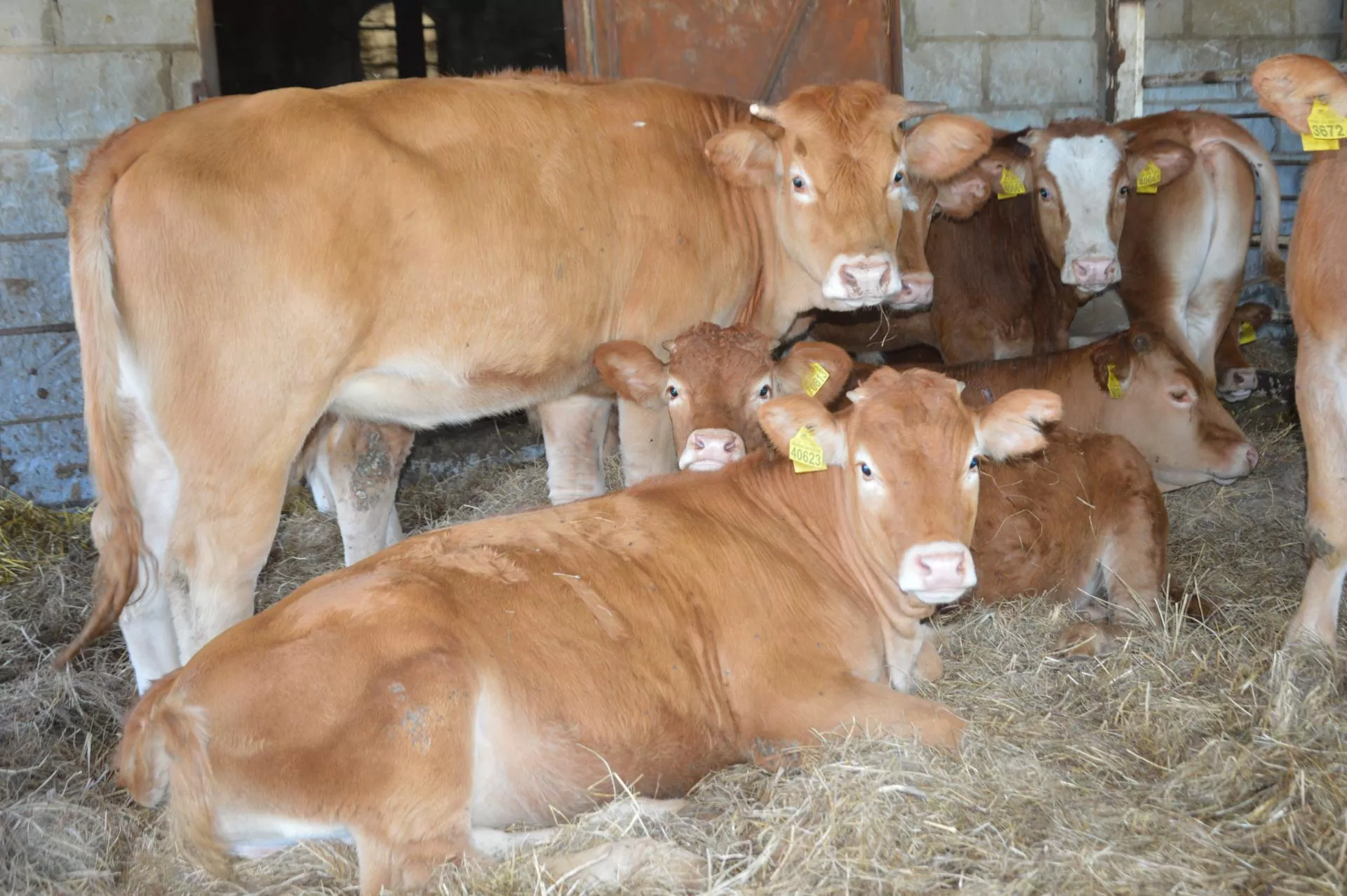 5000 zł do jałówki. Rolnicy dostaną dopłaty do wymiany stada?