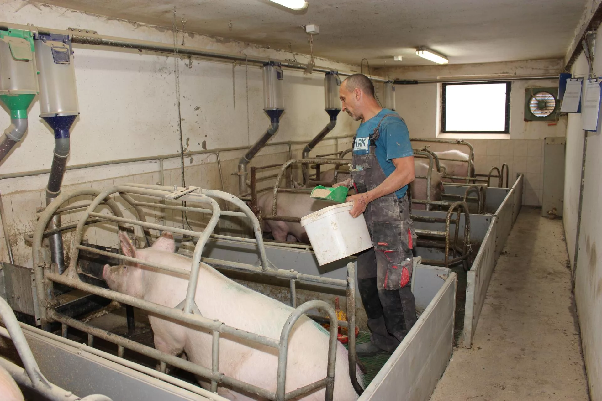 Rozród świń: częste karmienie poprawia wyproszenie