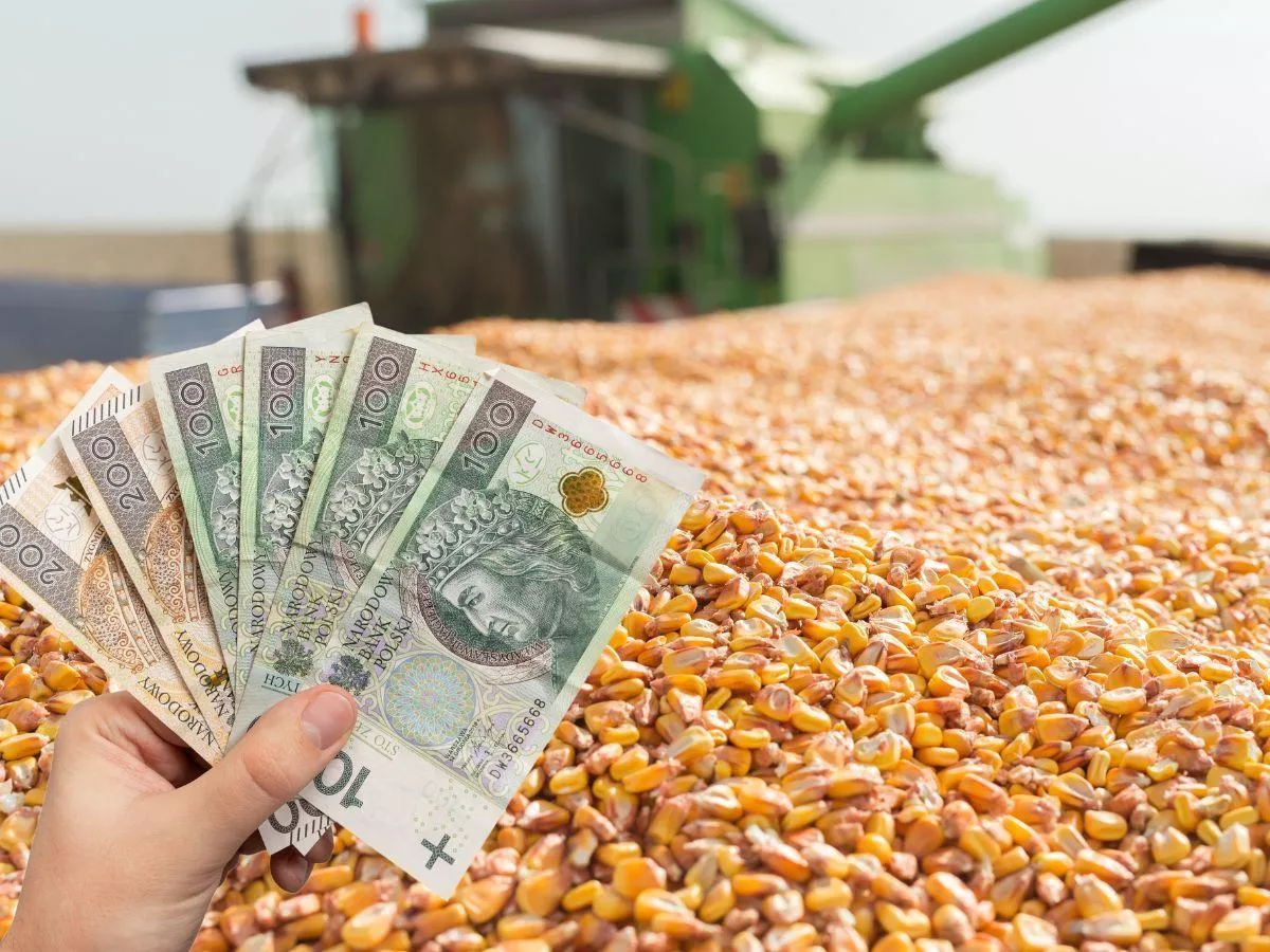 Za co rolnik dostanie punkty karne? Ile dopłat bezpośrednich obetnie ARiMR?