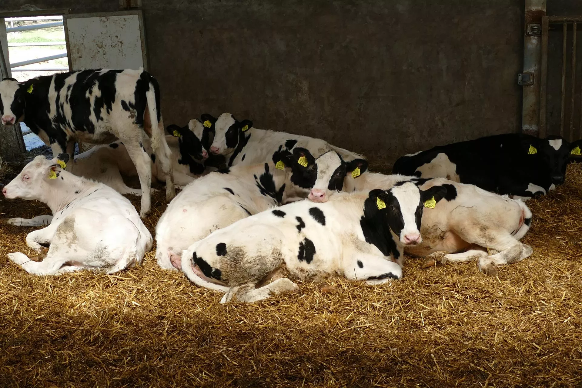 Ceny jałówek poszybowały. choćby 15 tys. zł za sztukę