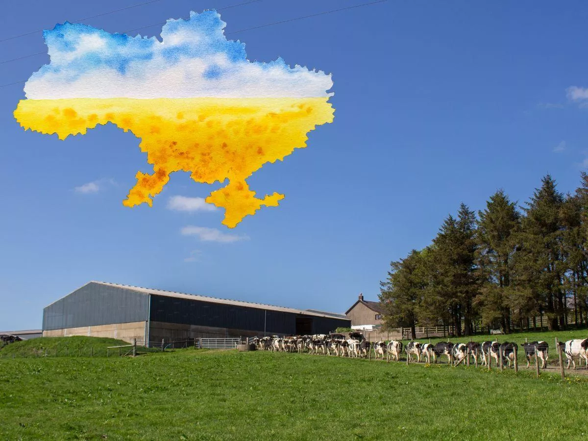 4000 krów, młyn paszowy i własny prąd. Na Ukrainie powstaje gigantyczna farma