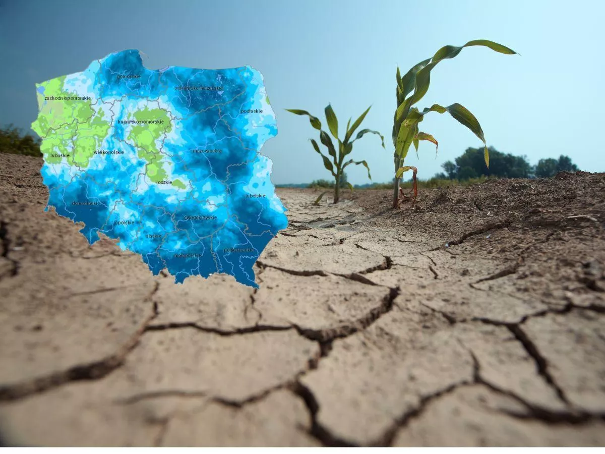 Aplikacja ślepa na suszę! Rolnicy ostro o szacowaniu szkód przez narzędzie cyfrowe