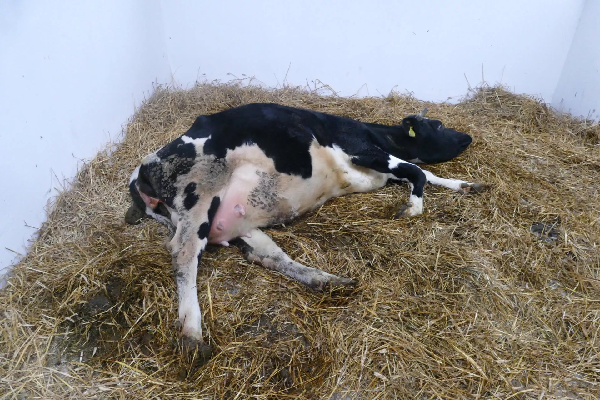 Obrzęk wymienia u krów: przyczyny, skutki i zapobieganie