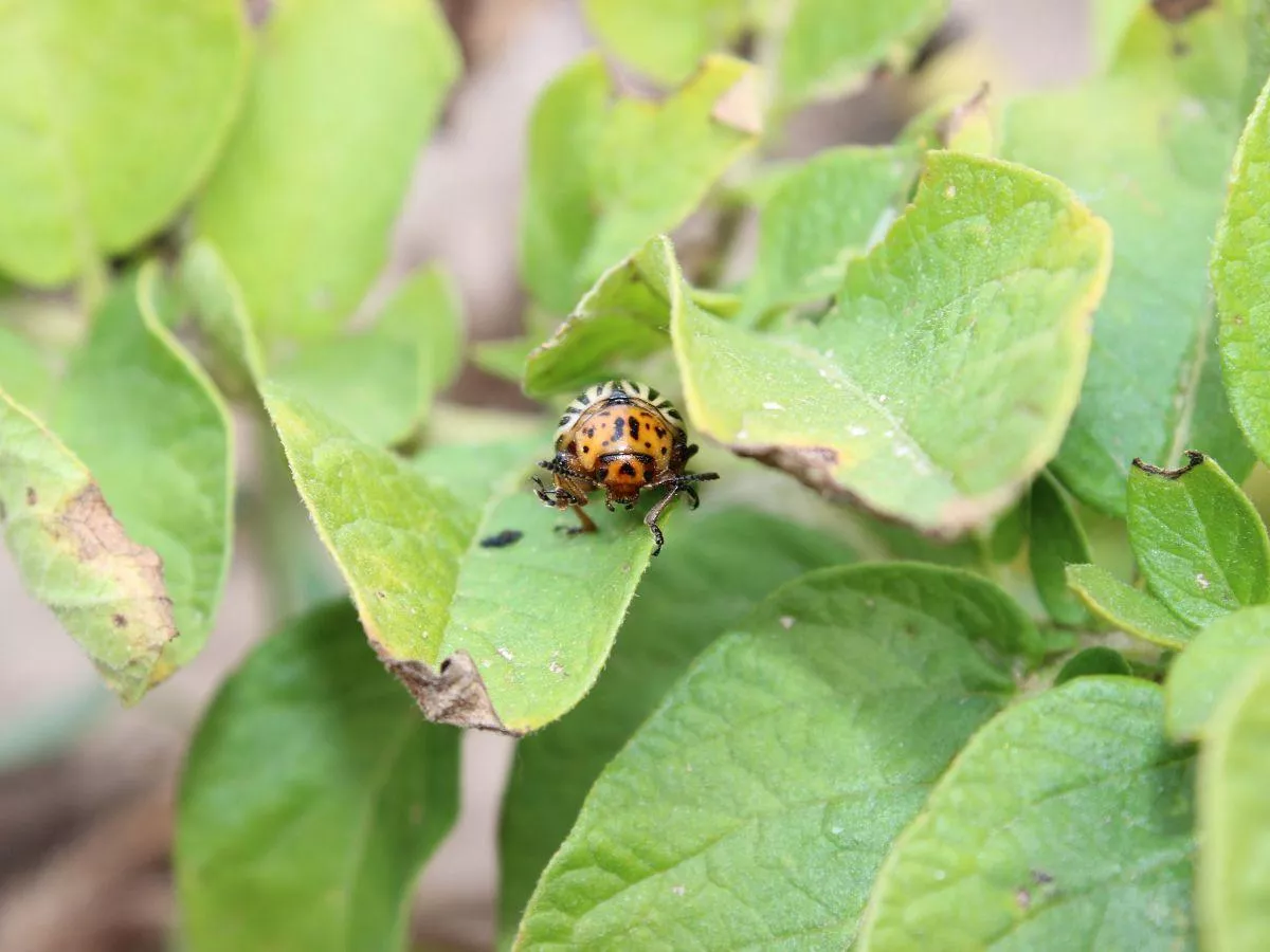 Stonka już żeruje na ziemniakach. Kiedy wykonać oprysk?