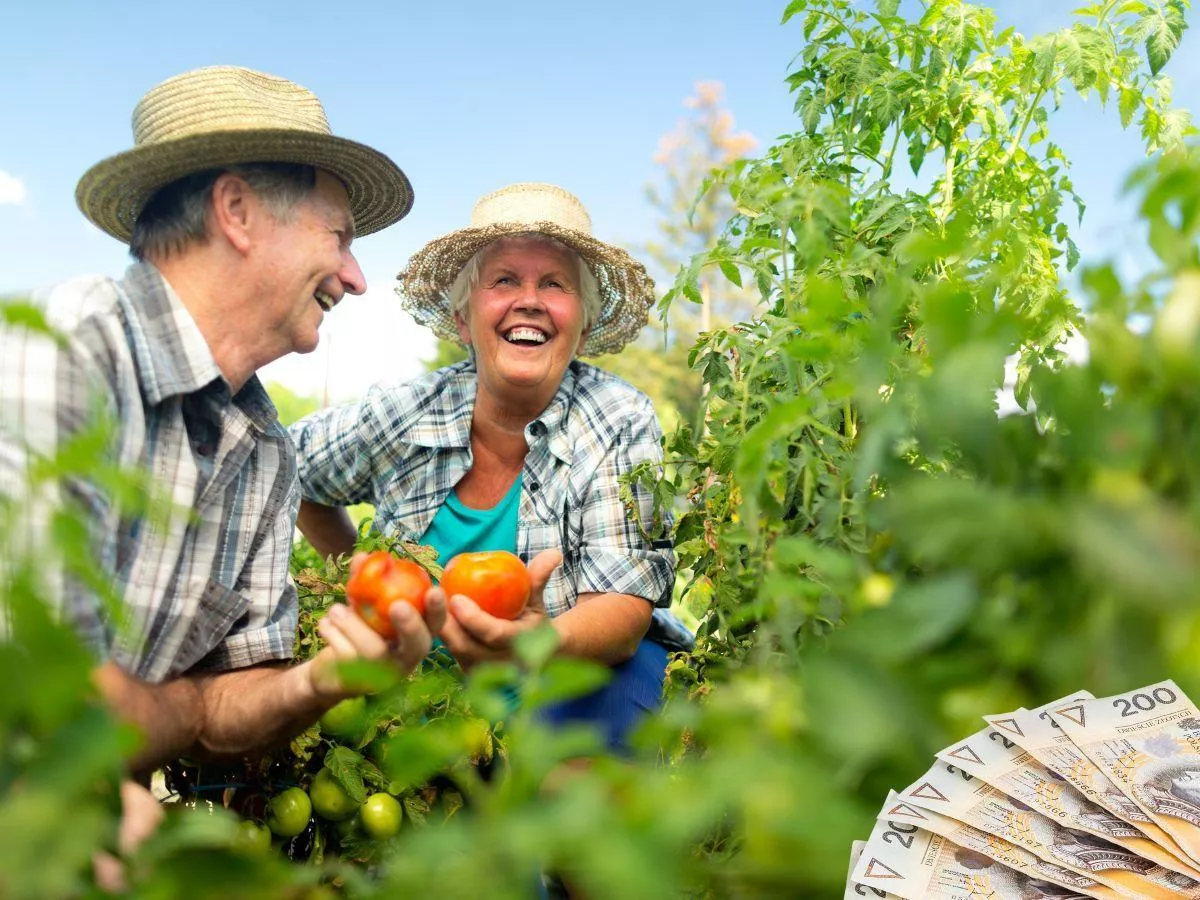 Ile rolnik może dorobić na rencie chorobowej lub rodzinnej KRUS?