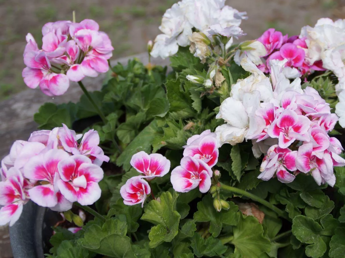 Jak uprawiać pelargonie? Sprawdzone porady na balkon i rabatę