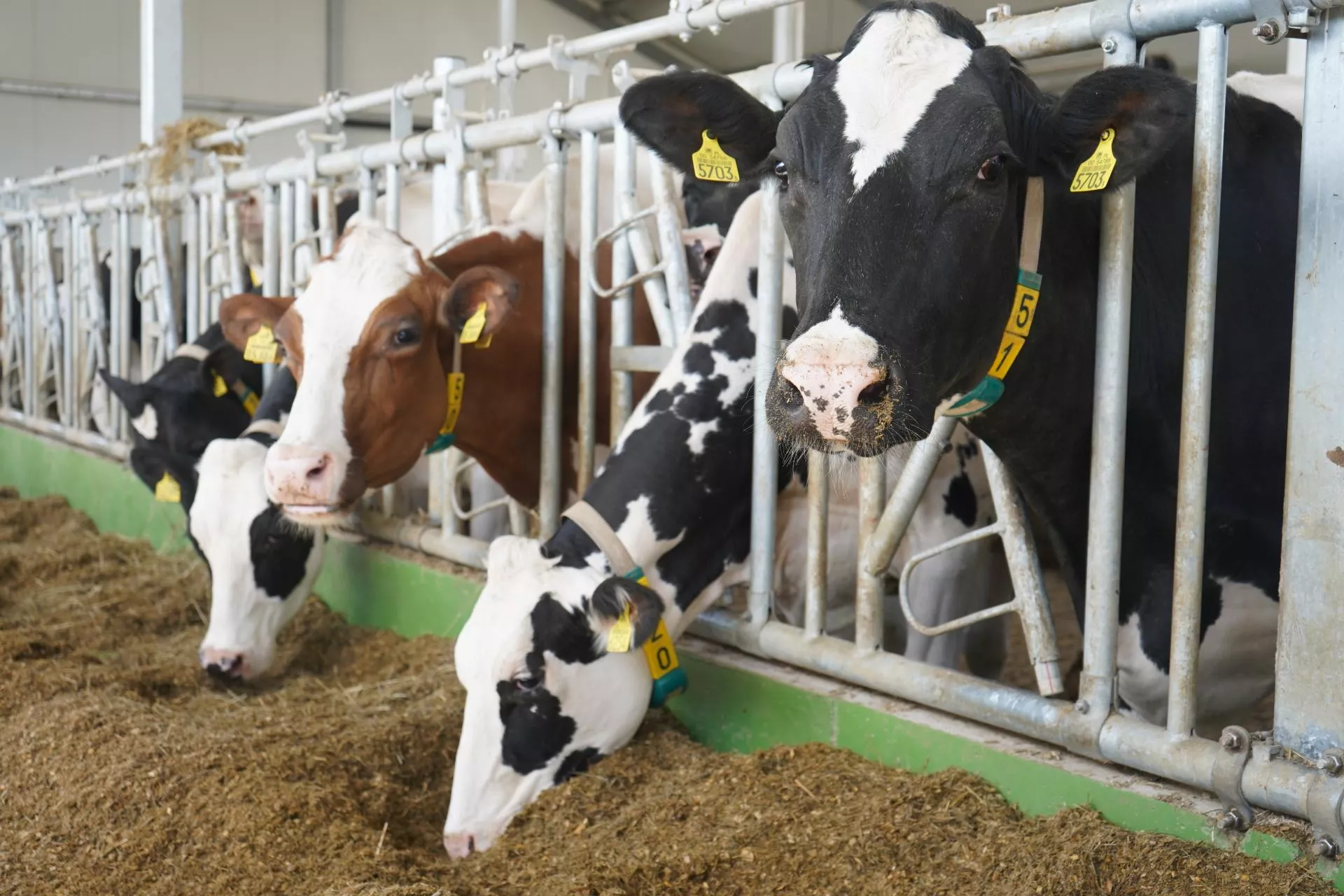 Dlaczego warto zwiększyć dawkę witaminy E w okresie zasuszenia krowy?