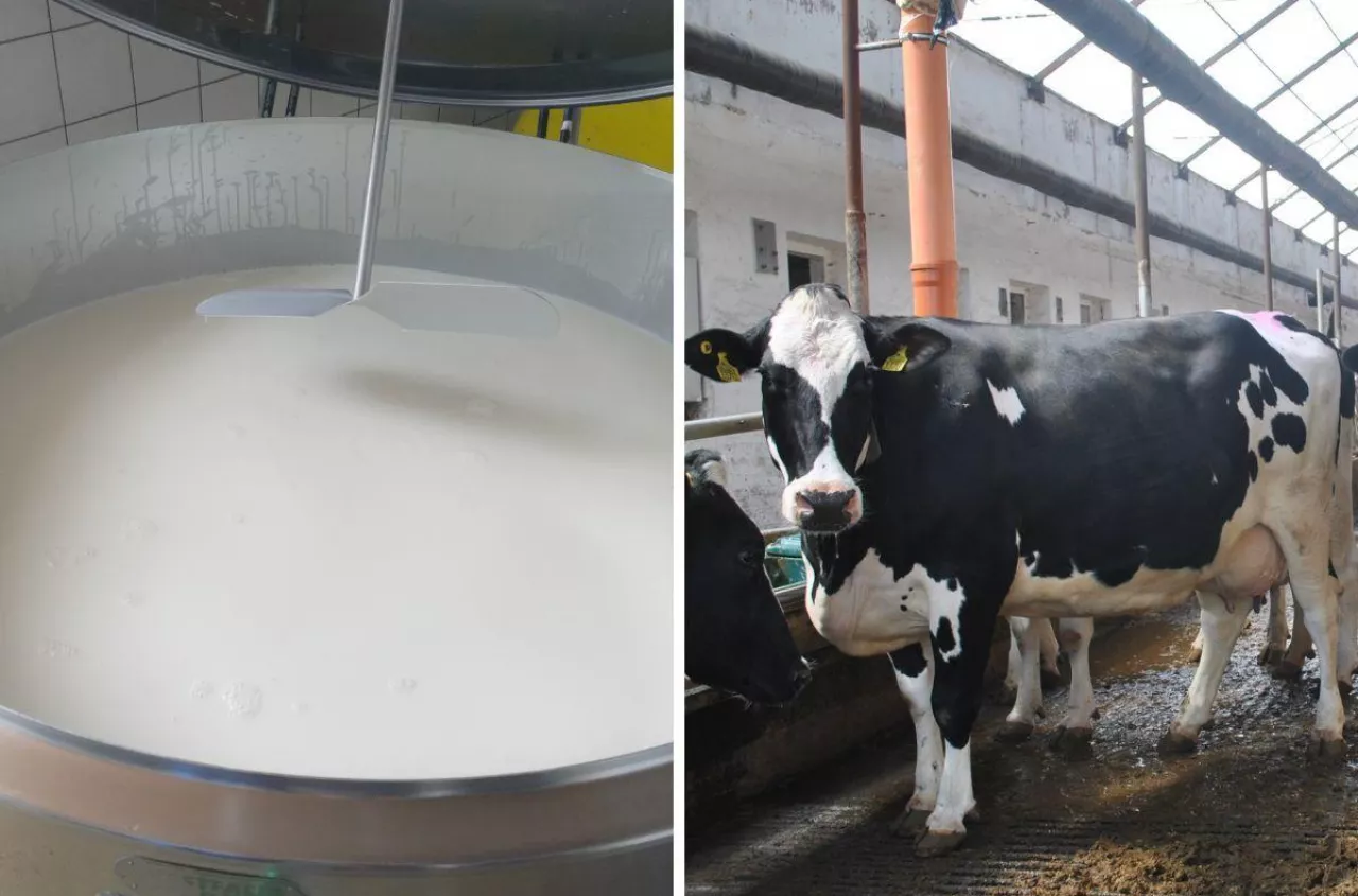 Rolnicy żądają godnych cen mleka. "Istnienie wielu gospodarstw zagrożone”