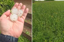 Grad i zalanie. Jak nie stracić dopłat bezpośrednich?