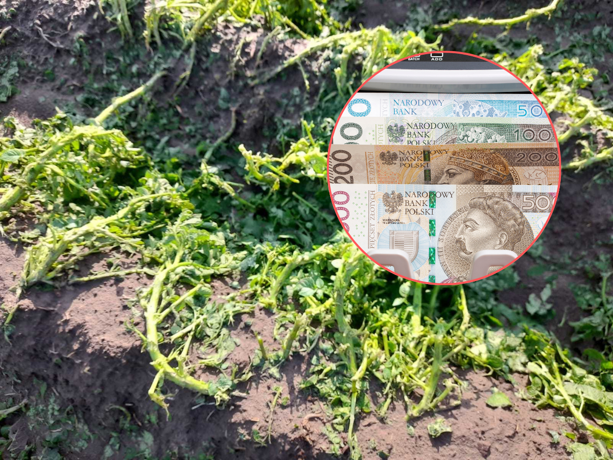 Straty w uprawach po gradzie. Gdzie je zgłosić i jak uzyskać pomoc?