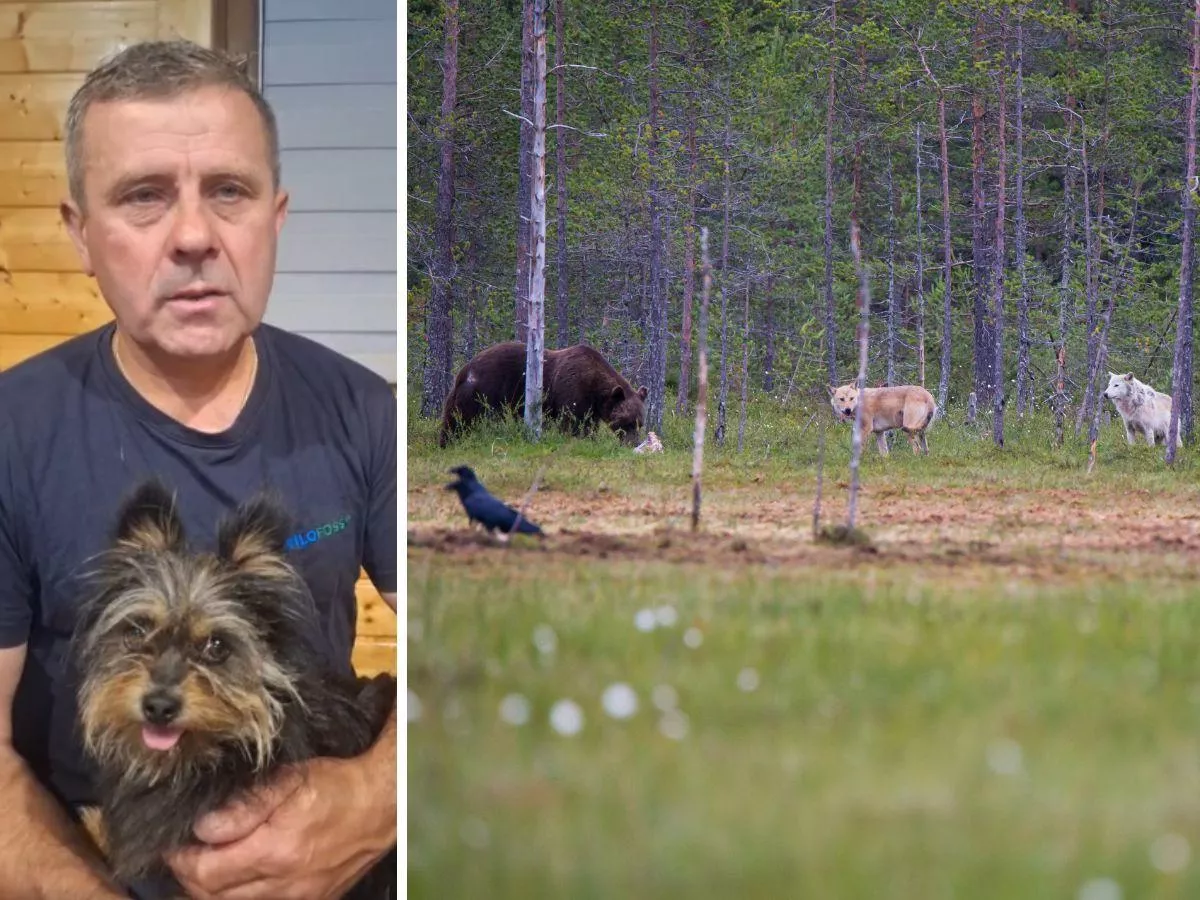 Kradną rolnikom psy z podwórek, a rząd nic z tym nie robi. "To już nie są wyjątki"