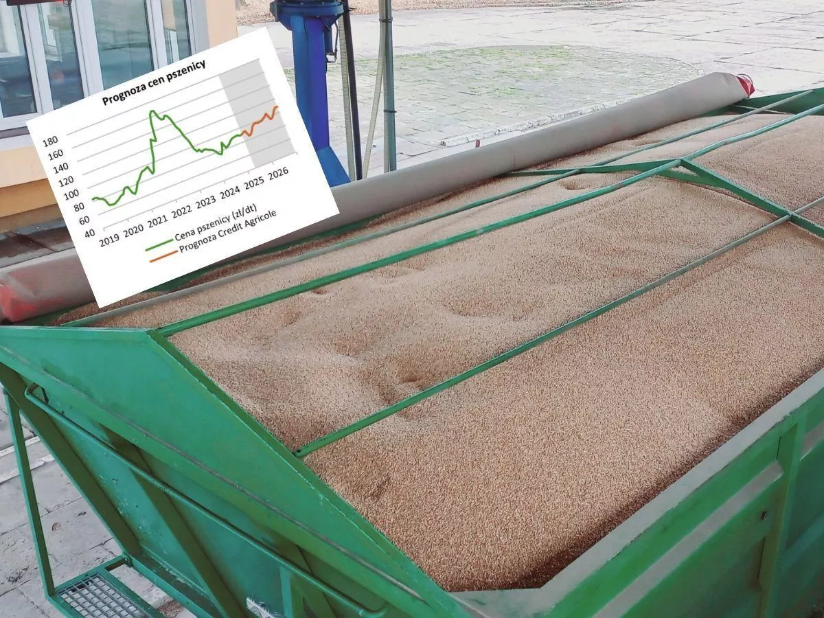 Jakie będą ceny zbóż w Polsce na koniec 2025 roku? Najnowsza PROGNOZA