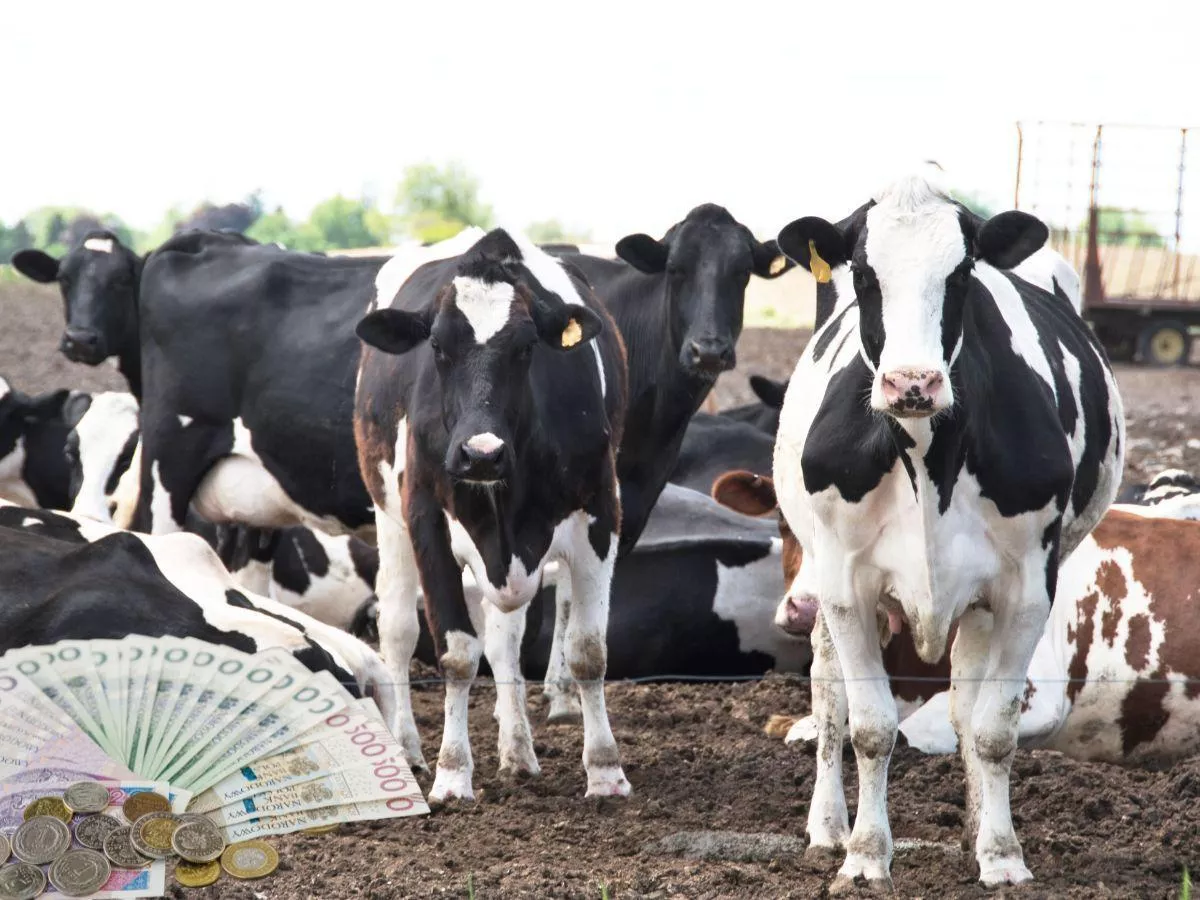 Ceny mleka na koniec 2025 wystrzelą jak z procy? Najnowsza PROGNOZA