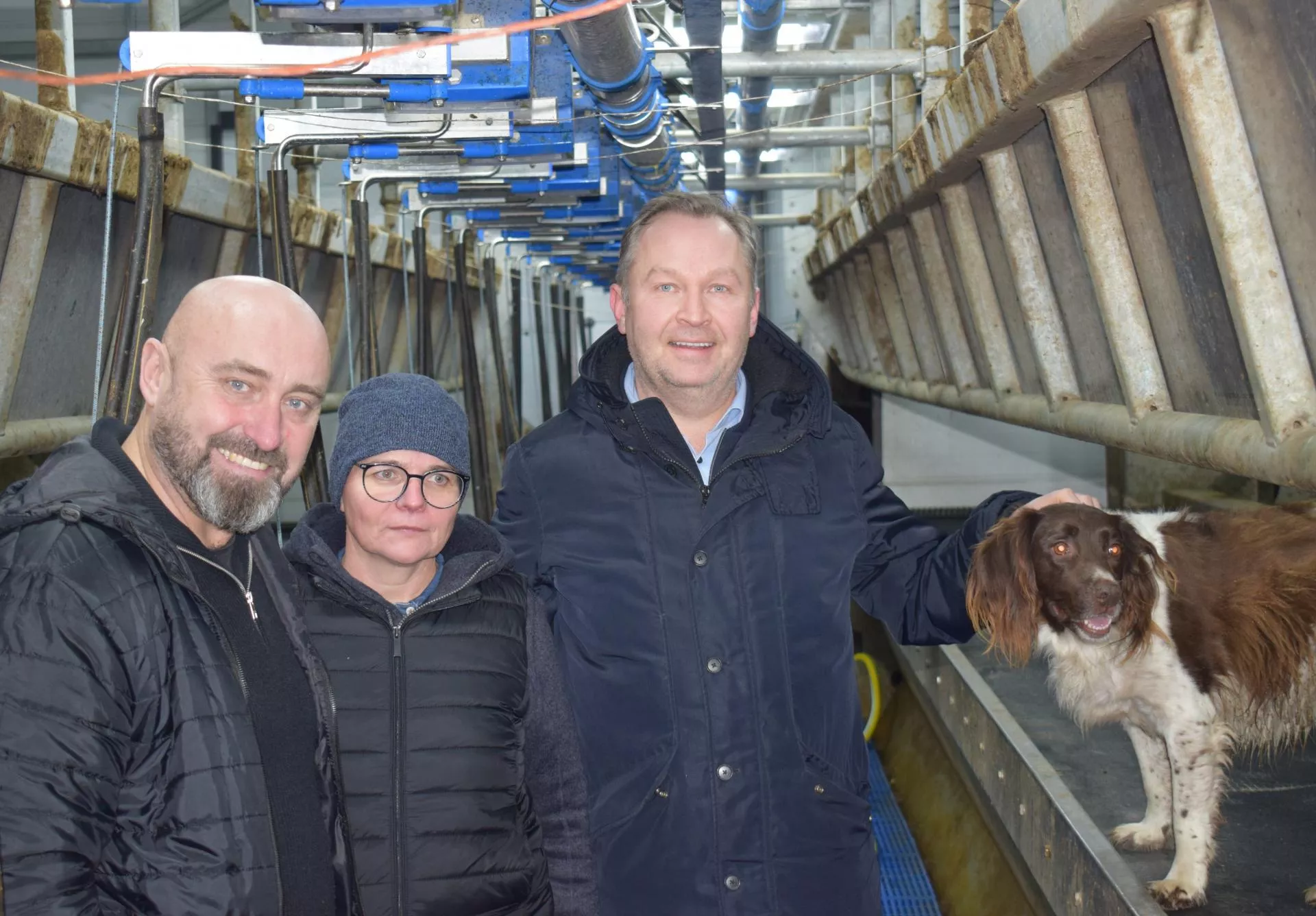 Rolnicy spod Rypina nie zbudowali nowej hali, a doją 50 krów na godzinę