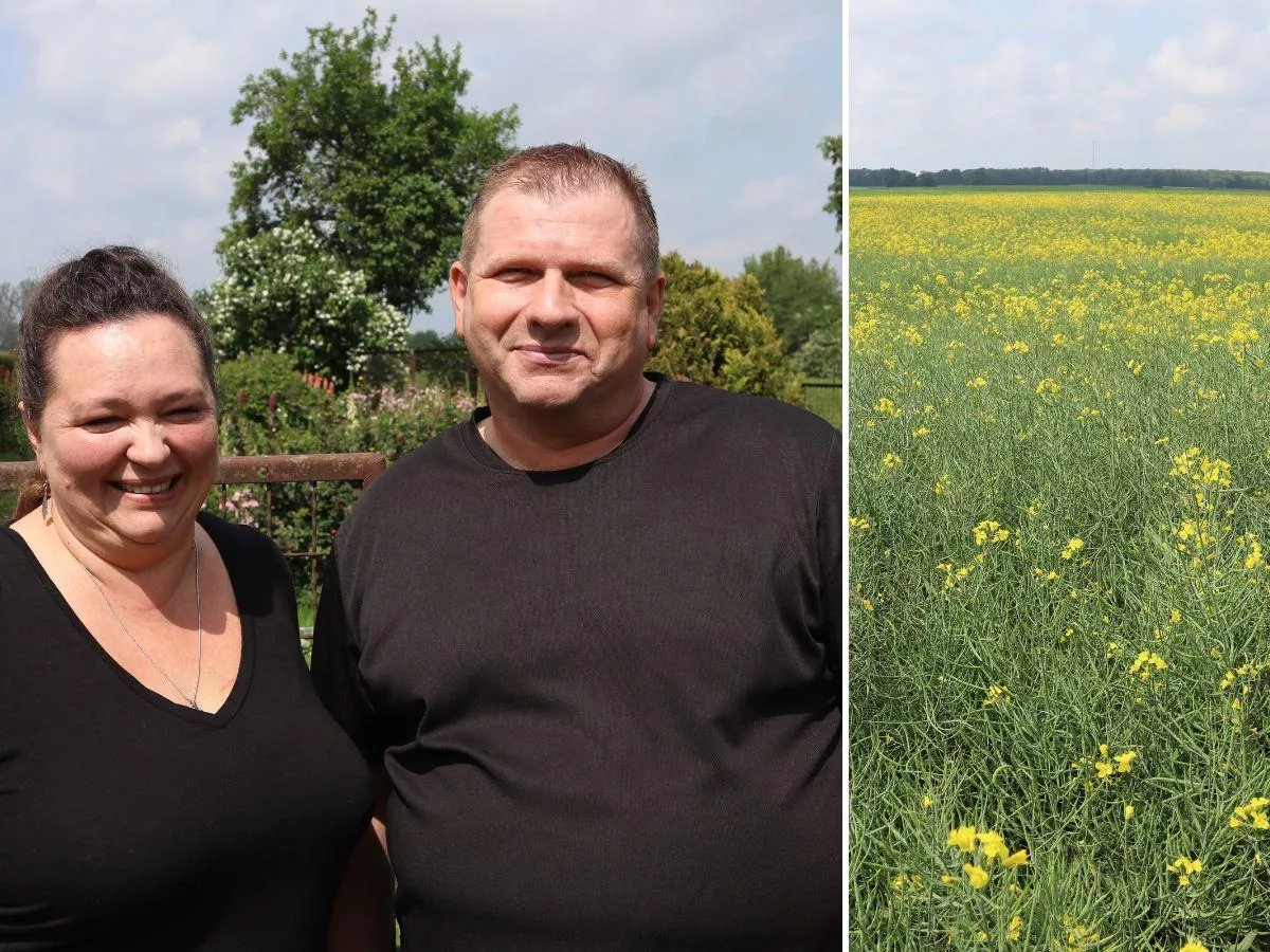 Pogoda niszczy rzepak? Rolnik z Lubelszczyzny znalazł sposób na wysokie plony