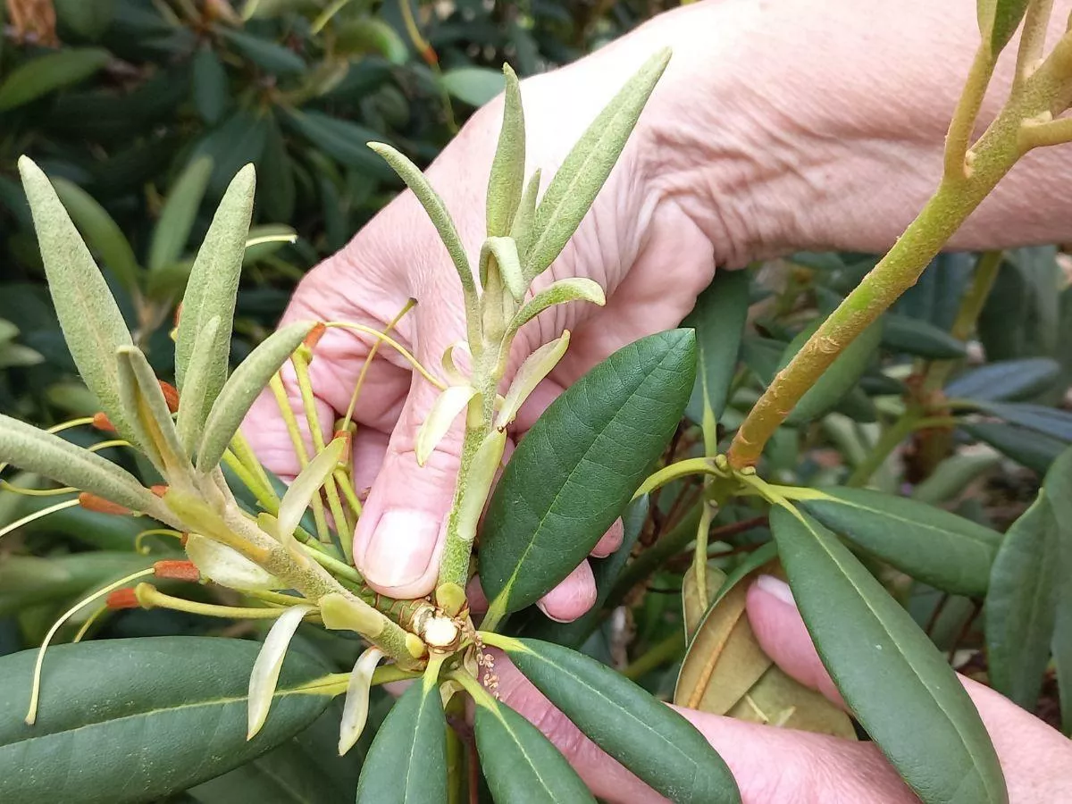 Rododendronom i lilakom usuwaj przekwitłe kwiatostany