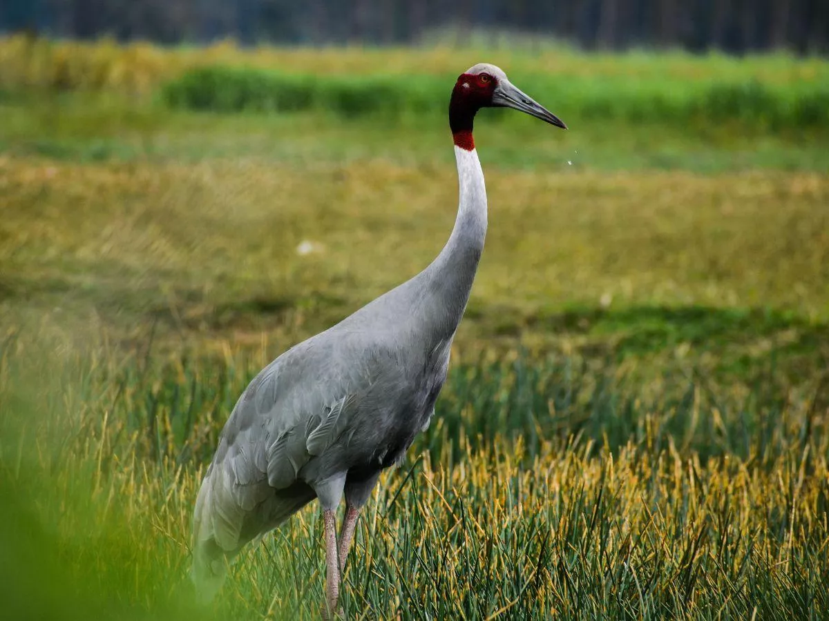 Ptaki urządziły all inclusive na Twoim polu? Rusza nowa akcja