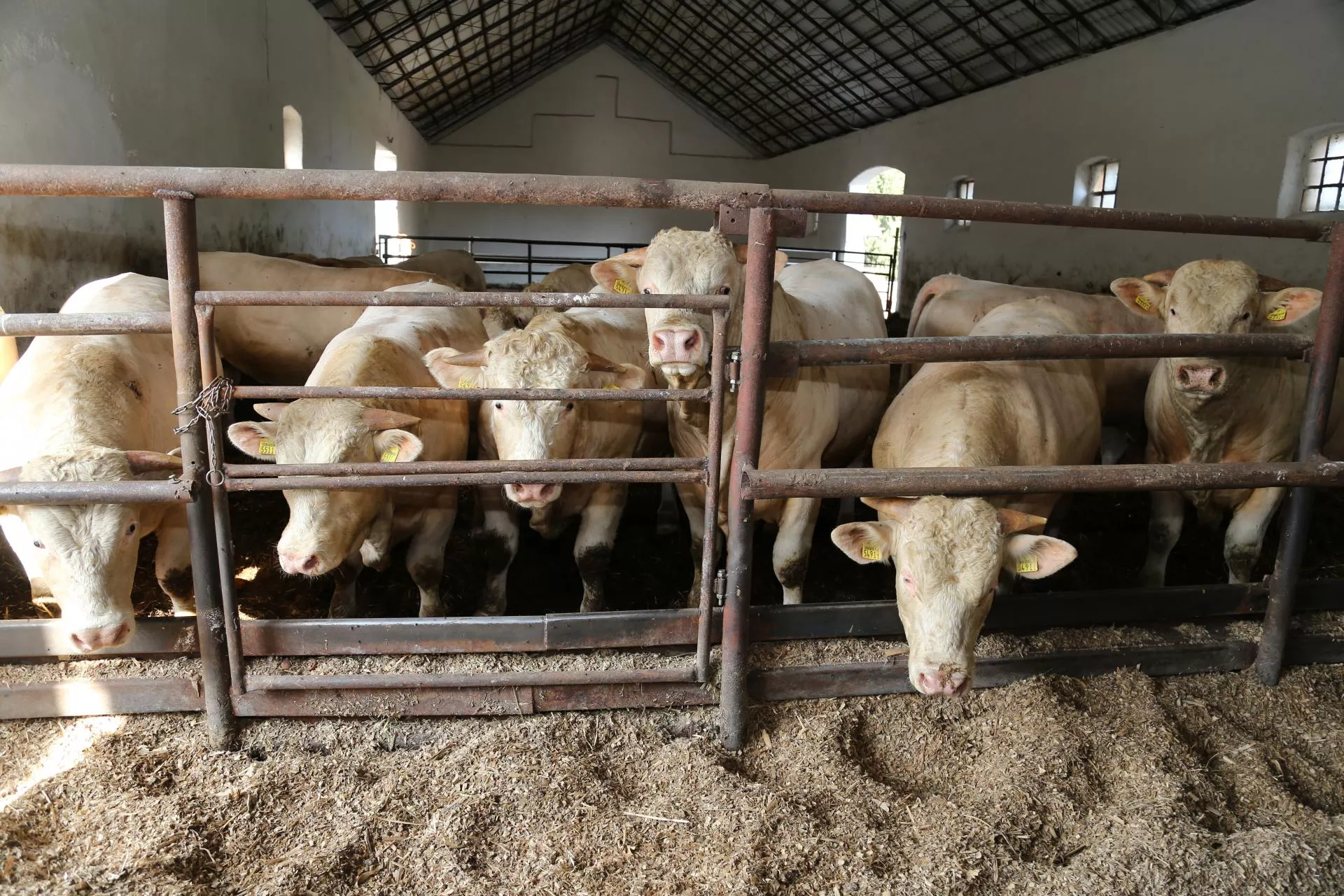 Byki droższe choćby o 3,50 zł. Jakie są aktualne ceny bydła w Polsce? [SONDA]