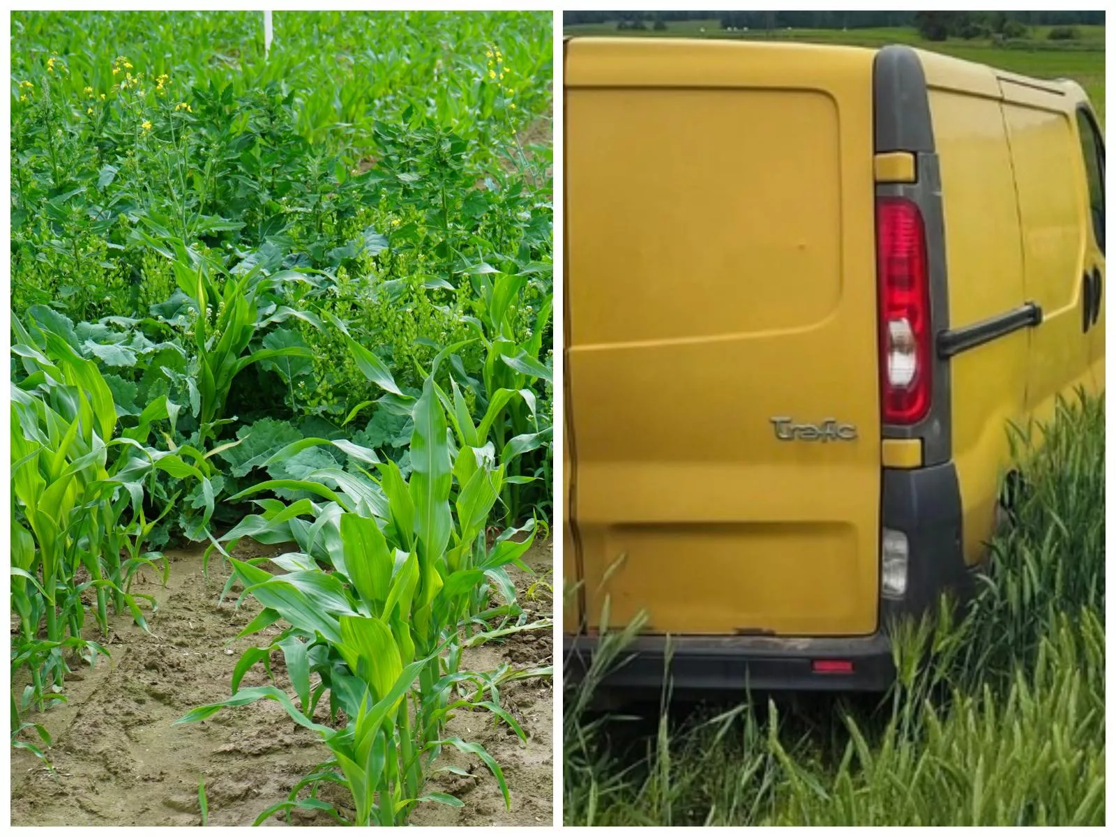 Wskoczył w auto i rozjeżdżał rolnikowi kukurydzę. Zemsta pijanego kierowcy