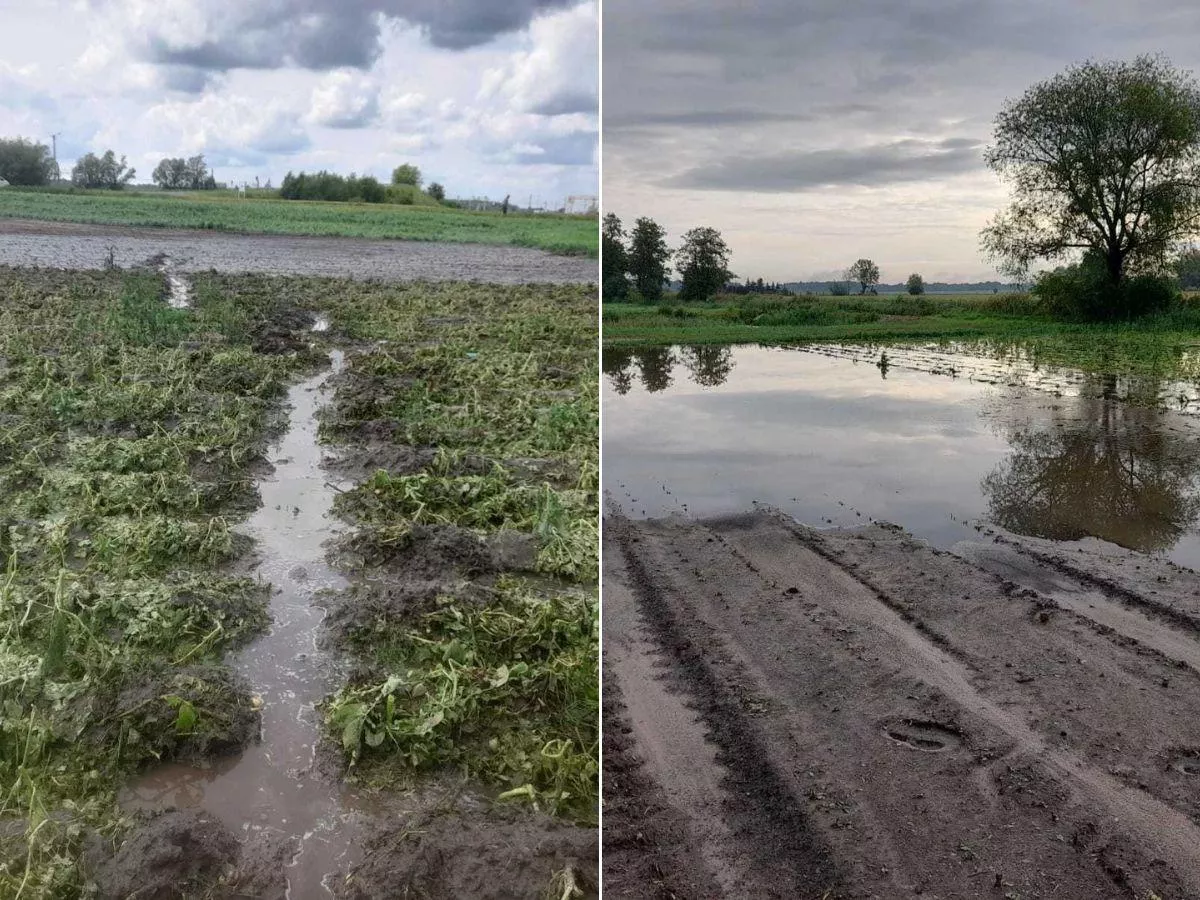 Katastrofa rolników na Dolnym Śląsku. Rząd poluzuje wymogi i da więcej czasu w dopłaty?