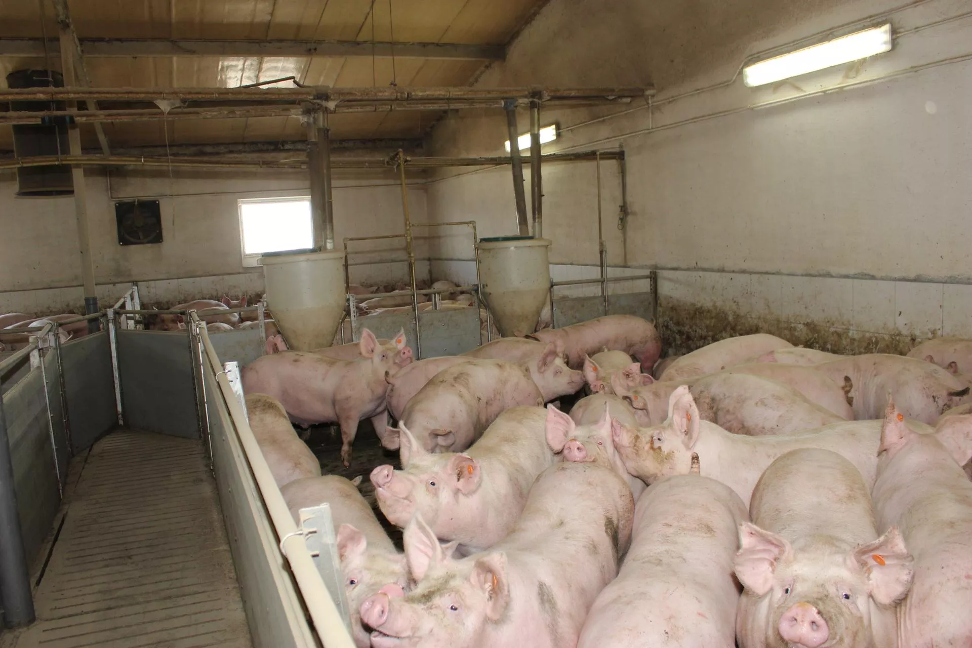 Prosiąt do tuczu może zabraknąć, a warchlaki nie będą tanieć