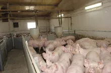 W Europie, zupełnie przeciwnie niż w Chinach, od kilku lat odnotowujemy spadek pogłowia trzody chlewnej