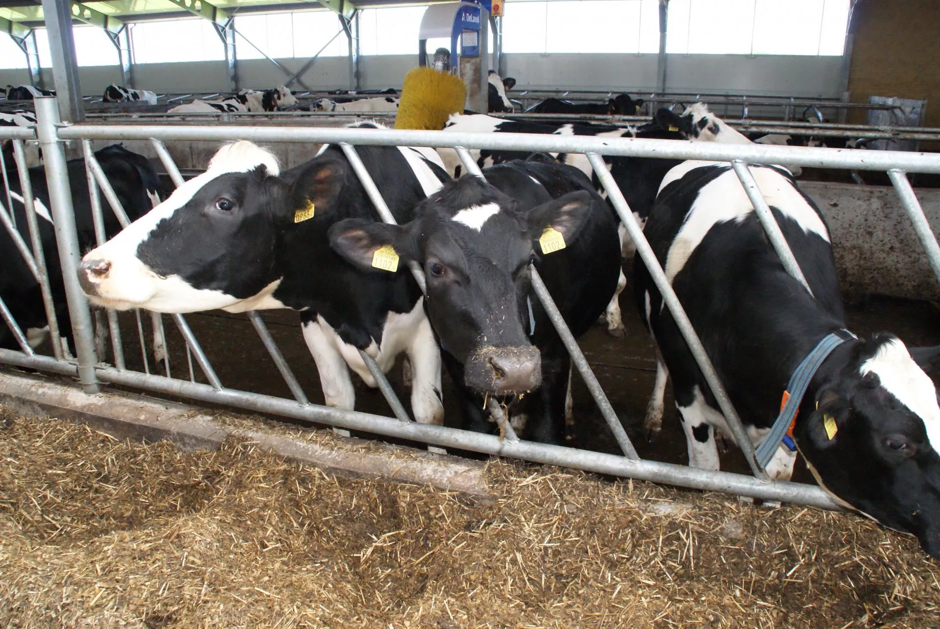 Żywienie krów: jak sobie radzić ze zbyt suchymi paszami?