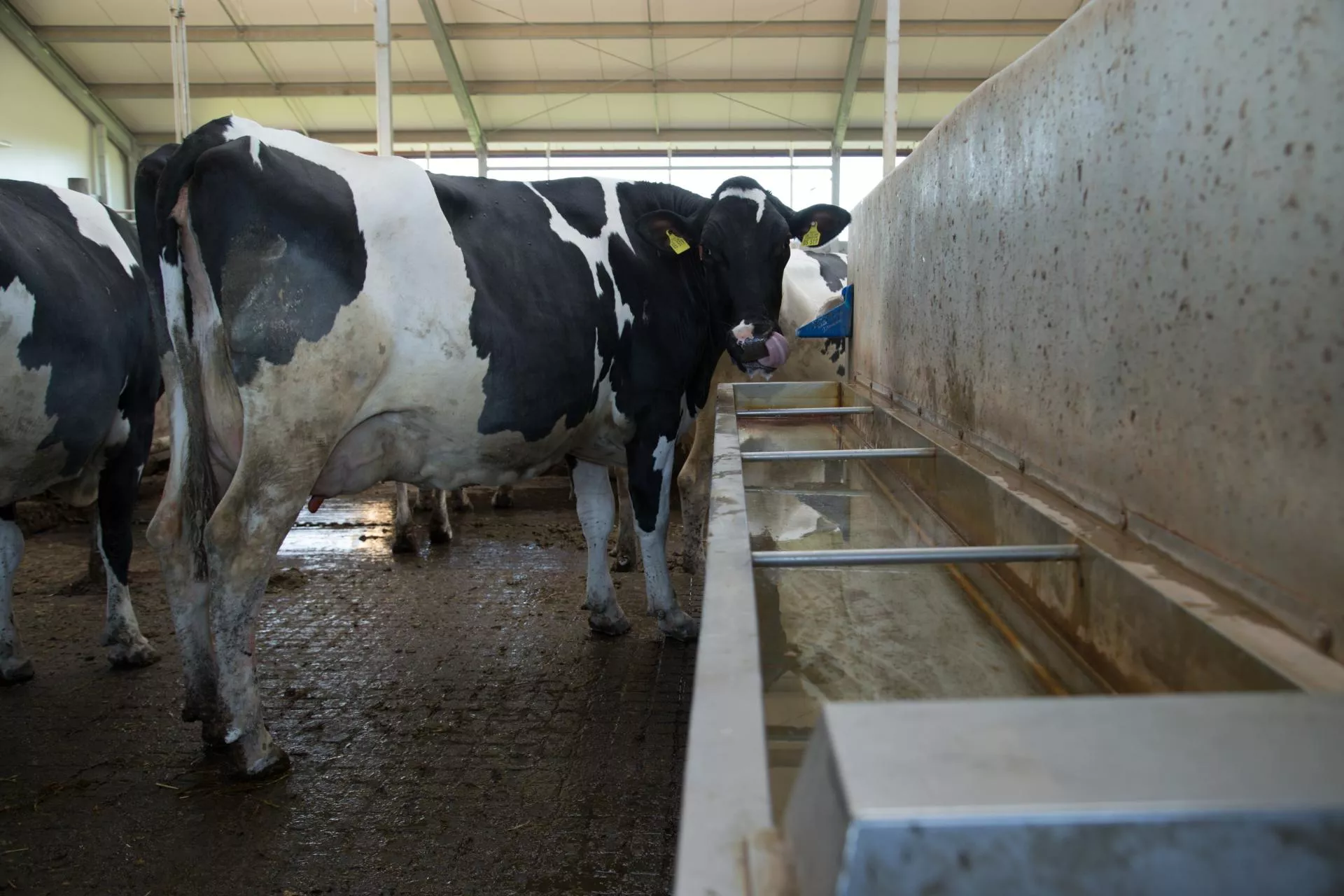 Woda a produkcja mleka: ile naprawdę piją krowy?