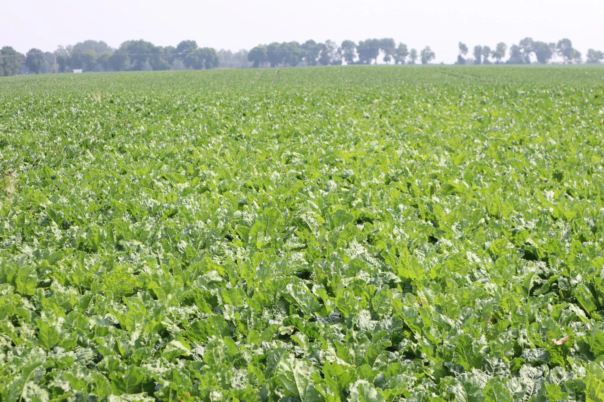 Rolnicy czekali na to lataami. Nowy środek w buraku cukrowym już dostępny