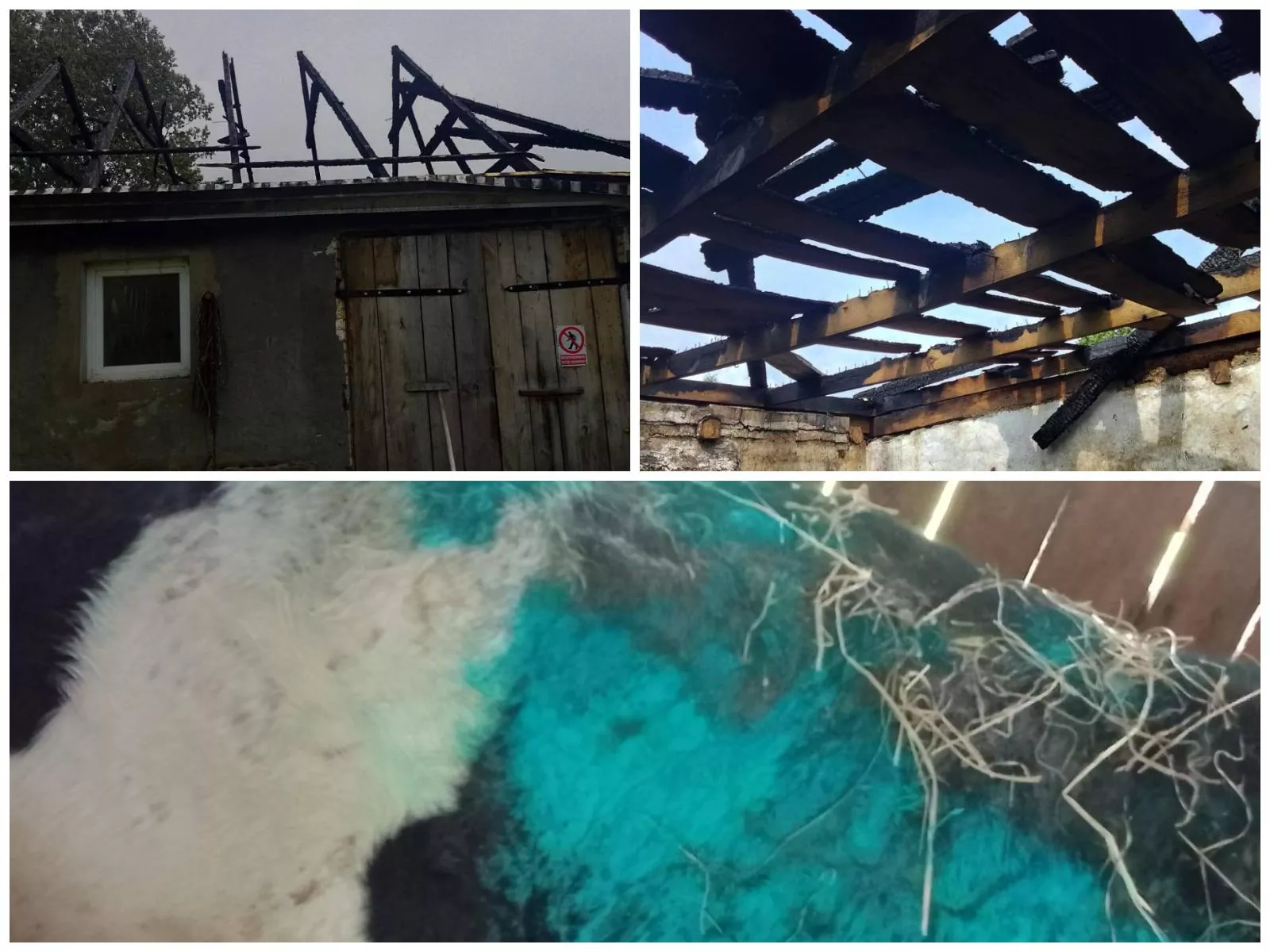 W oborę pełną krów uderzył piorun. Dramat rolników spod Ciechanowa