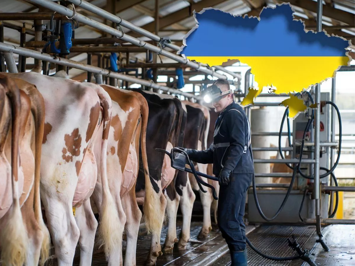 Ukraińskie mleczarnie szykują szturm na UE. „Nie będzie pytań w Brukseli”
